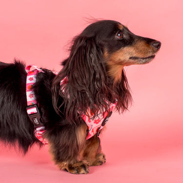 Strawberry Patch: Adjustable Harness: XS