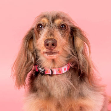 Strawberry Patch: Collar: XS