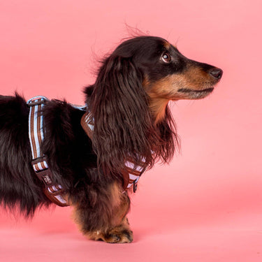 Sunday Stripes: Adjustable Harness: Medium