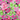 Pack of 3 Squeaky Tennis Balls