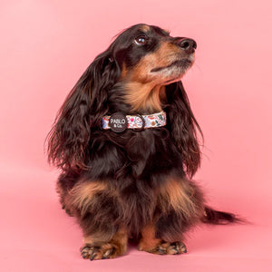 Farmers Market: Collar: S