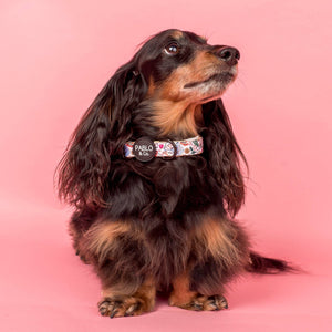 Farmers Market: Collar: M