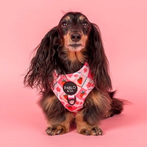 Strawberry Patch: Adjustable Harness: Large