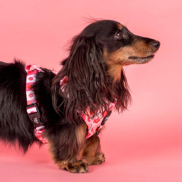 Strawberry Patch: Adjustable Harness: Small