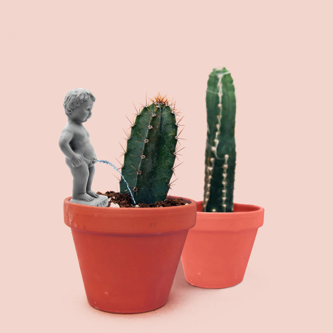 Pee My Plants Watering Decoration Grey