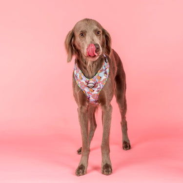 Up: Adjustable Harness: Medium