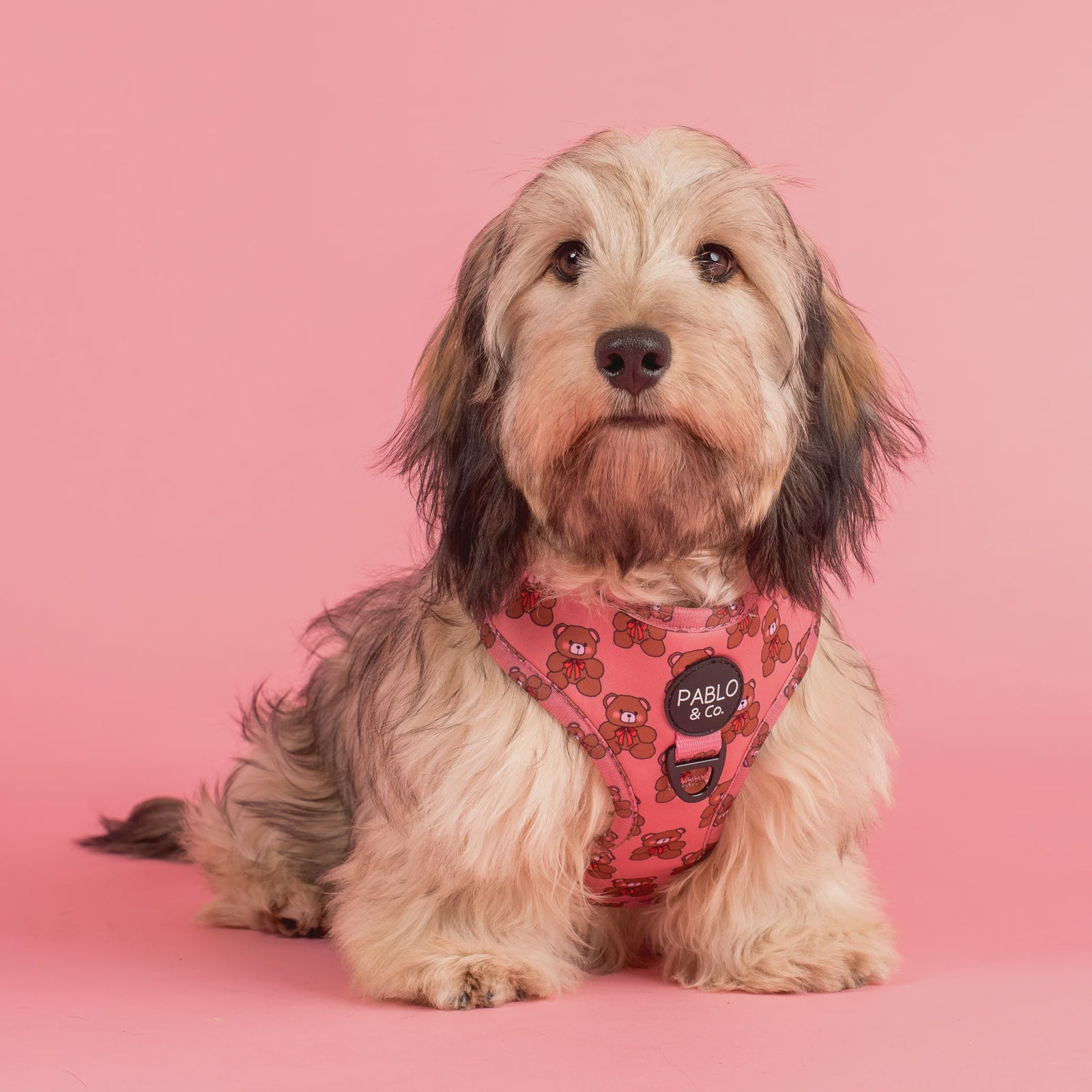 Teddies: Adjustable Harness