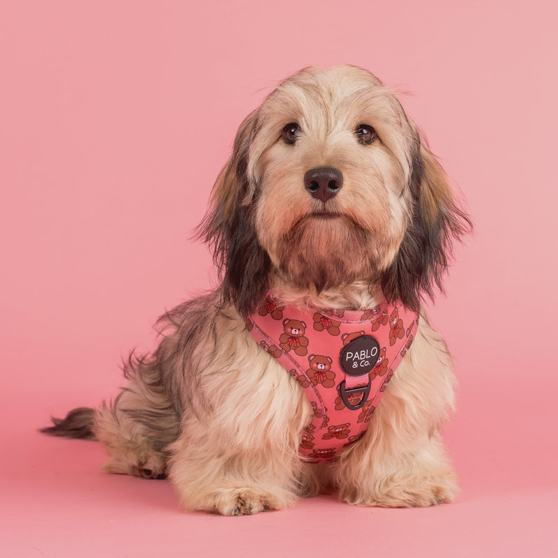 Teddies: Adjustable Harness