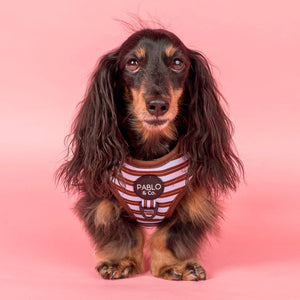 Sunday Stripes: Adjustable Harness: Large