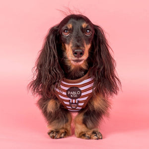 Sunday Stripes: Adjustable Harness: XS